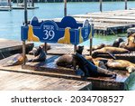 Sea lions at Pier 39 in San Francisco, California, USA