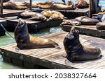 Sea Lions At Pier 39 In San...