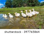 Cute White Ducklings Swimming...