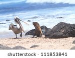 Baby Sea Lion And Pelican ...