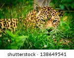 Jaguar   Panthera Onca  Staring ...