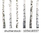 natural background - birch - wallpaper