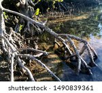 Mangrove Rhizophora Prop Roots...