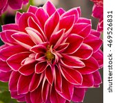 Closeup of an exquisite Canby Centennial Dahlia, red with white edges to the petals