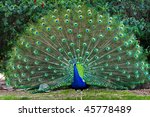 Beautiful Indian Peacock With...