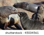 South African Fur Seal Mother...