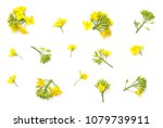 Rapeseed Blossom Isolated On...