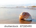 Seashell On The Summer Beach...