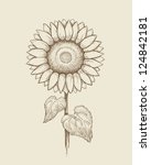 Vector Drawing Of Sunflower
