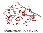 Winter dry branches of forest hawthorn with red berries isolated. Top view studio shot