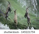 Three Rearing Alpine Ibexes