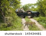 Leopard (Panthera pardus) crossing road with tourists in jeep in background