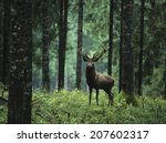 Elk in Forest
