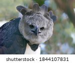 Close Up View Of A Harpy Eagle  ...