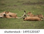 Small photo of Lioness and her cubs, one of the cub trying to catch hold of mother tail, Masai Mara, Kenya