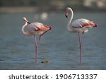 A Pair Of Greater Flamingos...