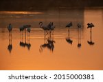 Silhouette Of Greater Flamingos ...
