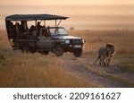 Small photo of MASAI MARA, KEYNA-SEPTEMBER 06: Tourist watching Lion pair moving in the grassland of Masai Mara National Reserve on 06 September, 2022.