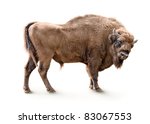 European Bison Isolated On...
