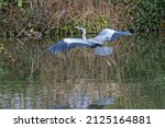 Grey heron in flight over water