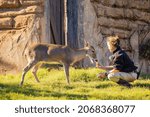Small photo of Oklahoma, OCT 29, 2021 - Deer walking to feeder in OKC Zoo