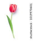 Red Tulip Flower.  Easter Or...