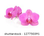 Pink Orchid Flowers. Isolated...