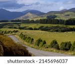 Small photo of Scenic view of grazing livestock, Longridge North, Southland, New Zealand