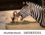 Zebra Stripes Portrait Of...