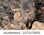 Portrait Of A Javelina In...