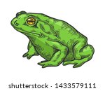 Hallucinogenic Frog Toad Animal ...