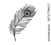 Peacock Feather Sketch...