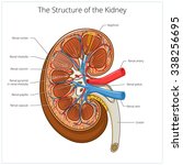 Human Kidney Free Stock Photo - Public Domain Pictures