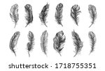 Vector Black And White Feather...