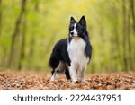 A border collie standing in the ...