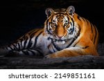 Closeup Of Siberian Tiger  ...