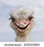 Ostrich  Struthio Camelus.