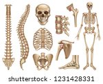 human skeleton structure. skull ... | Shutterstock .eps vector #1231428331