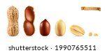 peanuts. 3d realistic vector... | Shutterstock .eps vector #1990765511