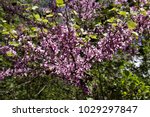 Small photo of Terebinth (pistachio, wild nard, turpentine tree, Pistacia atlantica subsp. mutica) blooms in April in Taurus mountains, Mediterranean slope to sea, Turkey