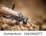 Small photo of Sand-loving wasp (Larra anathema) in search of place to dig hole on sandy soil, destroys large Gryllotalpa witch harmful to agriculture, beneficial insects, pest control, economic entomology