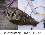 Small photo of Owl on desktop. Ringing of birds for migrations study : rings, scales, ruler, protocol show work of ornithologist in field. Concept of science is owl as symbol of wisdom (bird of Minerva)
