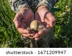 Small photo of egg and piece of down from wilde duck's nest in hands of ornithologist. Concept the life of planet is in your hands because everything (life origin, natural wealth) comes from egg (ab ovo)