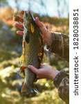 Small photo of Autumn spinning fishing (lure fishing) trout in lakes of Scandinavia. Brook trout (steelhead rainbow trout, char, bull-trout, cutthroat, lax, Salmo trutta trutta - male) caught on rotating spinner