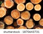 Forest Science. Pine Logs Cross ...