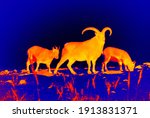Ibexes  Wild Goat. Scanning The ...