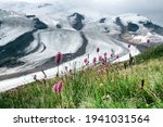 Small photo of Flowers of Serpent grass (Seneca snakeroot, Bistorta carnea) on upper limit of alpine meadows, Elbrus. In background are cwm (valley head and cirque glacier). 3500 m A.S.L.. Medicinal hemostatic agent