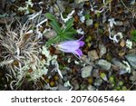 Small photo of Centaury (Gentiana sp.) on Alpine meadows of Caucasus. In background are gravelly semi-desert. 3500 m A.S.L.