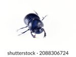 Small photo of Geotrupes and Scarabaeus (Pentodon) The beetle is isolated on a white background