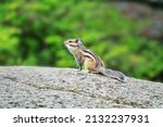 From the summer life of Siberian chipmunk (Tamias sibiricus) in Siberia. The animal is looking for food in the mountains and boulder scree. Animals appetitive behaviour